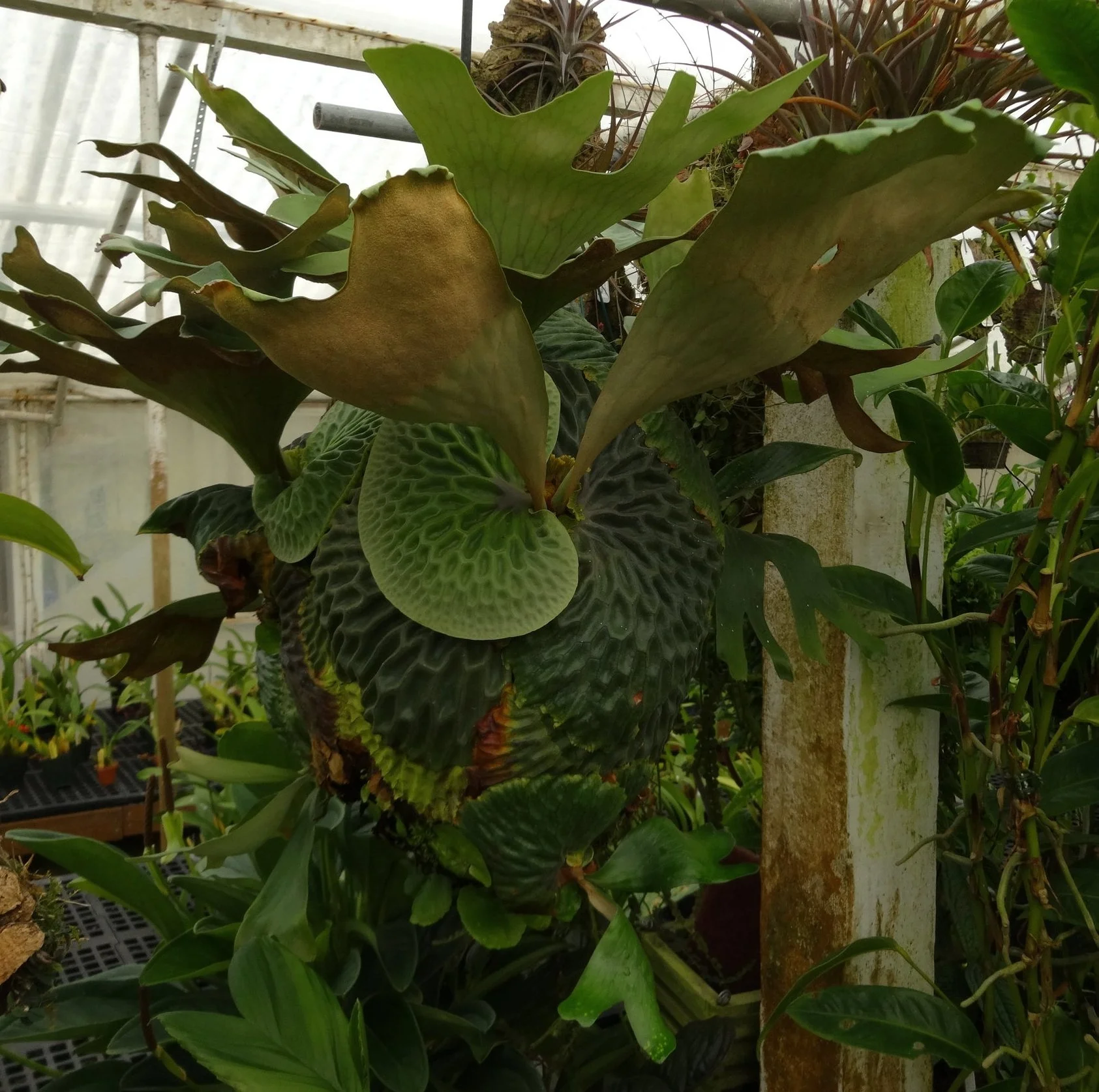 Platycerium madagascariense - Waffles and Dream — Exotica Esoterica